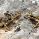 Illustration for article titled Biologists Found a Crazy Solution to That Deadly Amphibian Fungus